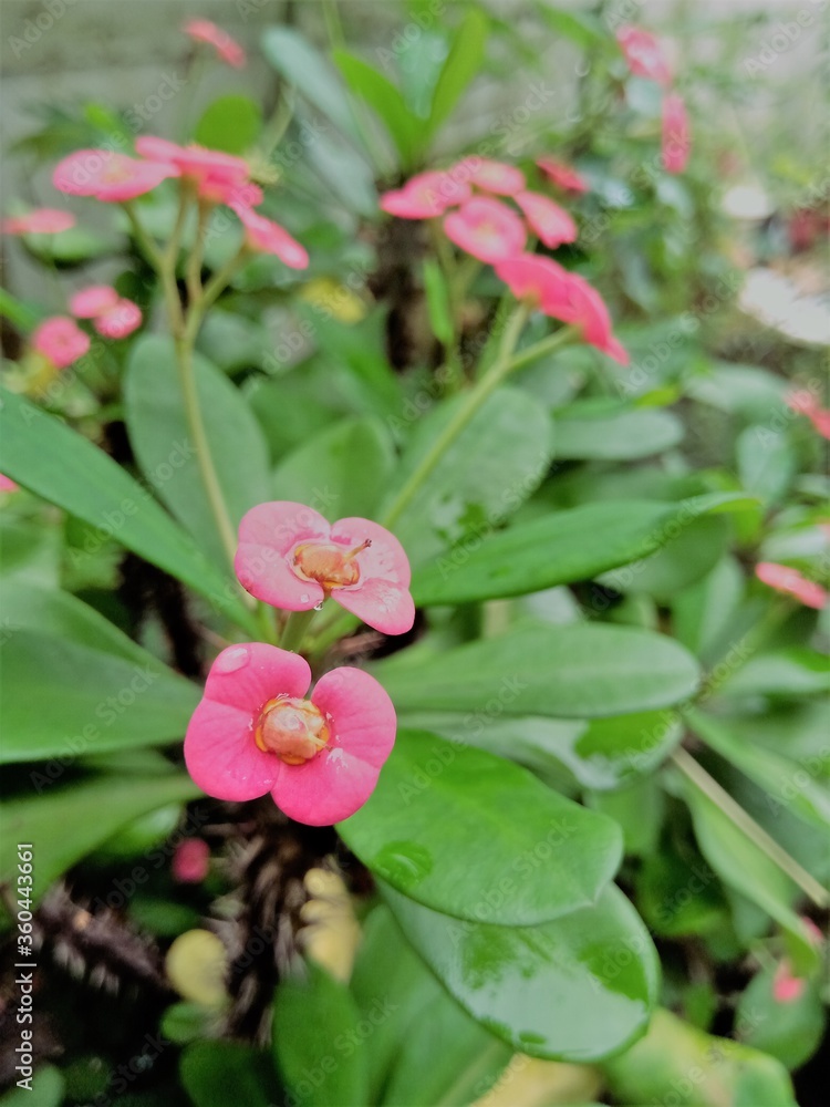 Two Euphorbia flowers at the top end of the plant. Two Euphorbia flowers at the top end of the plant.