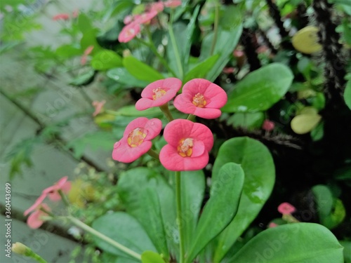 A Bunch of four Euphorbia flowers at the top end of the Euphorbia plant.