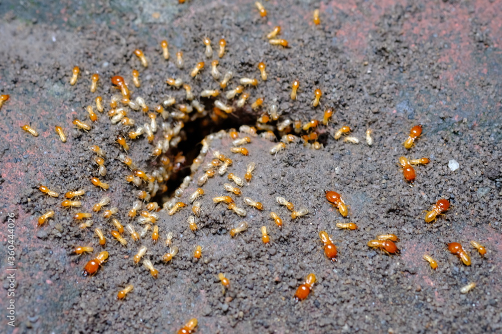 termites that come out to the surface after the rain fell. termite colonies mostly live below the surface of the land. these termites will turn into larons. macro photography. termites is white ants. termites that come out to the surface after the rain fell. termite colonies mostly live below the surface of the land. these termites will turn into larons. macro photography. termites is white ants.