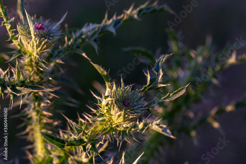 Branches with unopened inflorescences of the Carduus acanthoides plant at dusk in the last rays of the sun before sunset. Close-up, narrow focus, shifted white balance. photo