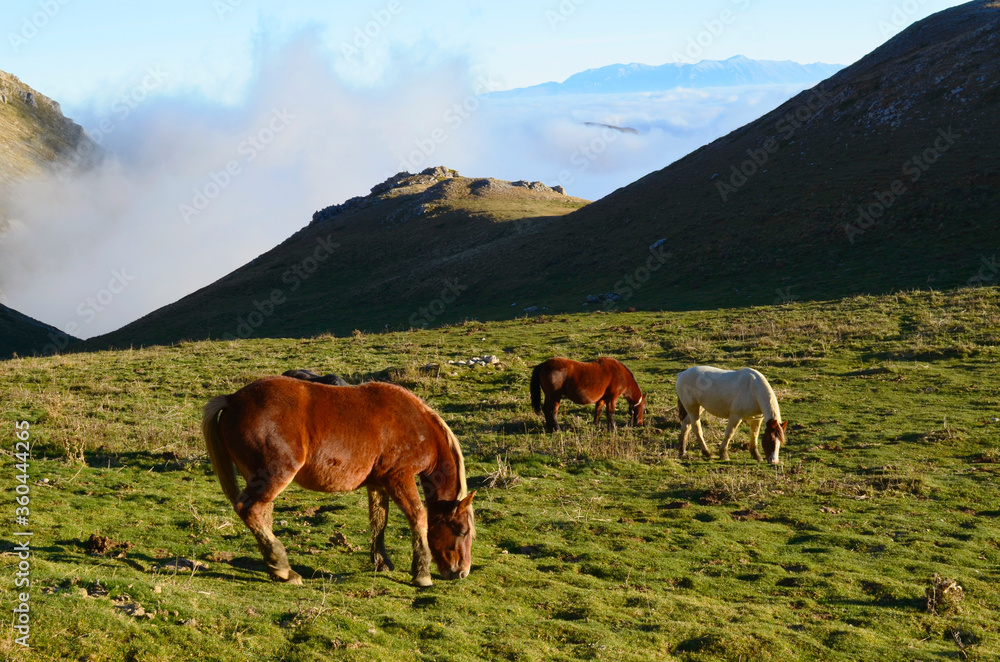 Fototapeta premium Cavalli sui prati in montagna