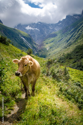 Mucca su sentiero di montagna, Val di Vizze, Alpi