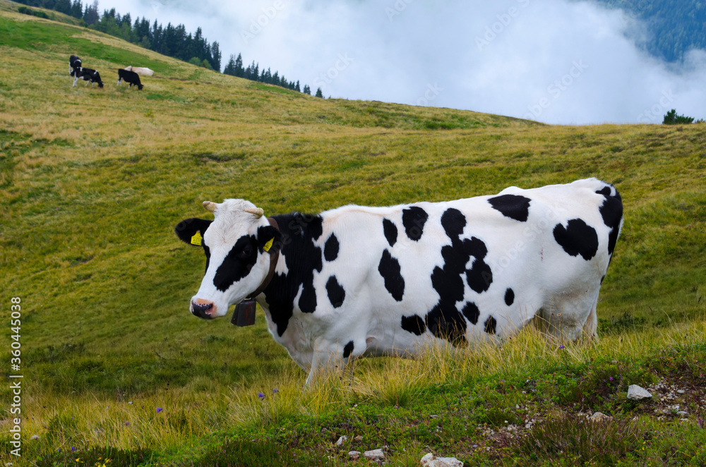 Mucca bianco nera in pascolo Mucca bianco nera in pascolo