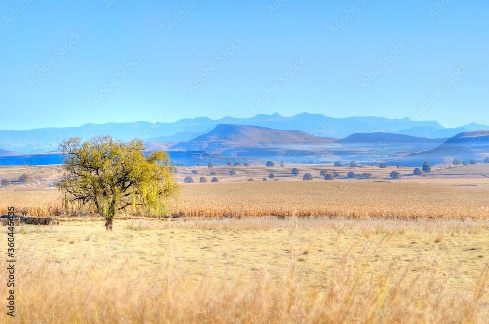 DRY WINTER MAIZE LANDS  in the Drakensberg foothills, kwazulu natal, south africa