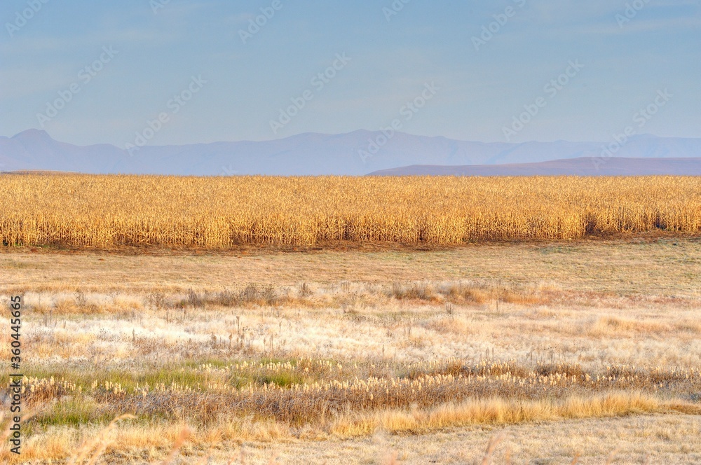 DRY WINTER MAIZE LANDS  in the Drakensberg foothills, kwazulu natal, south africa