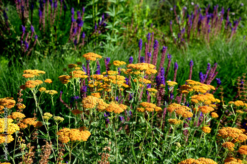 at the beginning of July, the buds open into a deep orange flower shade of freshly burnt clay, ie sandy yellow and purple sage photo