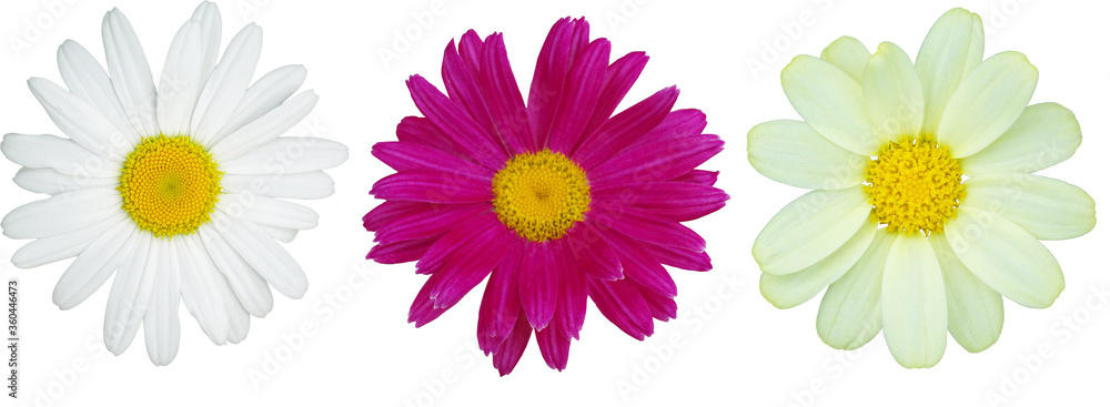 Three daisies of different colors. Isolated flowers on a white background