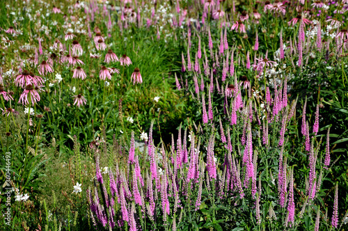 prairie perennial flowerbed with a different set of flowers of a flowerbed of a larger plant just flowering photo