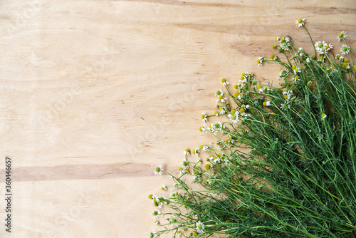 Tiny white camomiles with green stems scattered on wooden table. Natural background picture of wild flowers. Nature protection concept. Ecological texture for poems  letters  romantic notes.