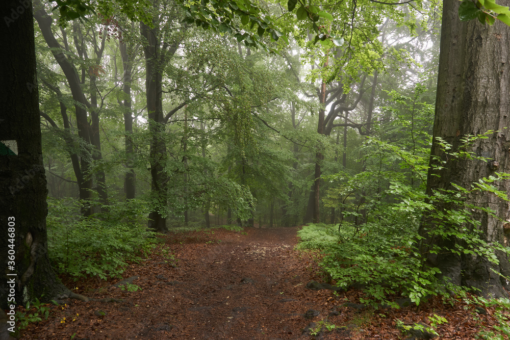 Deszczowy las w Bukownie