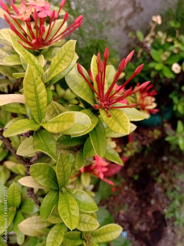 Ixora flower buds with light yellow green colored leaves.