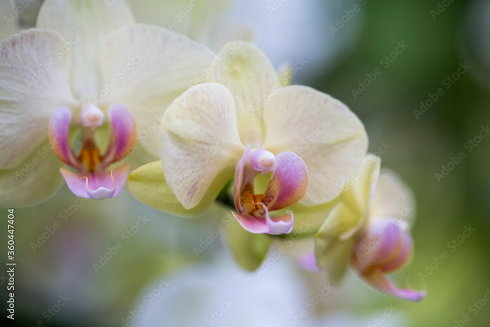 Show orchid on display at the Kew Gardens 'Orchid Festival'. Show orchid on display at the Kew Gardens 'Orchid Festival'.