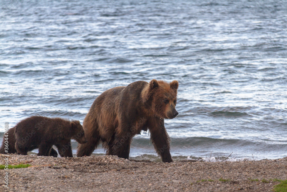 Fototapeta premium Bear in summer on the lake walks with cubs in sunny weather.