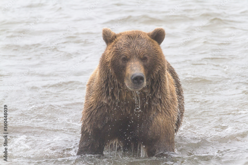 Bear on the lake catches fish in rainy weather in summer Bear on the lake catches fish in rainy weather in summer