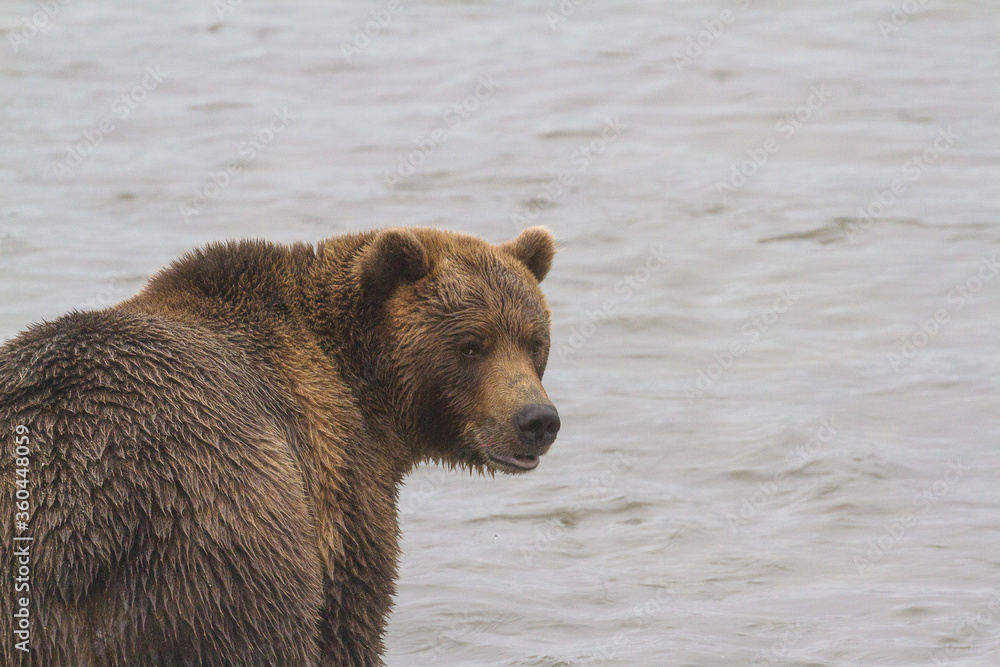 Bear on the lake catches fish in rainy weather in summer