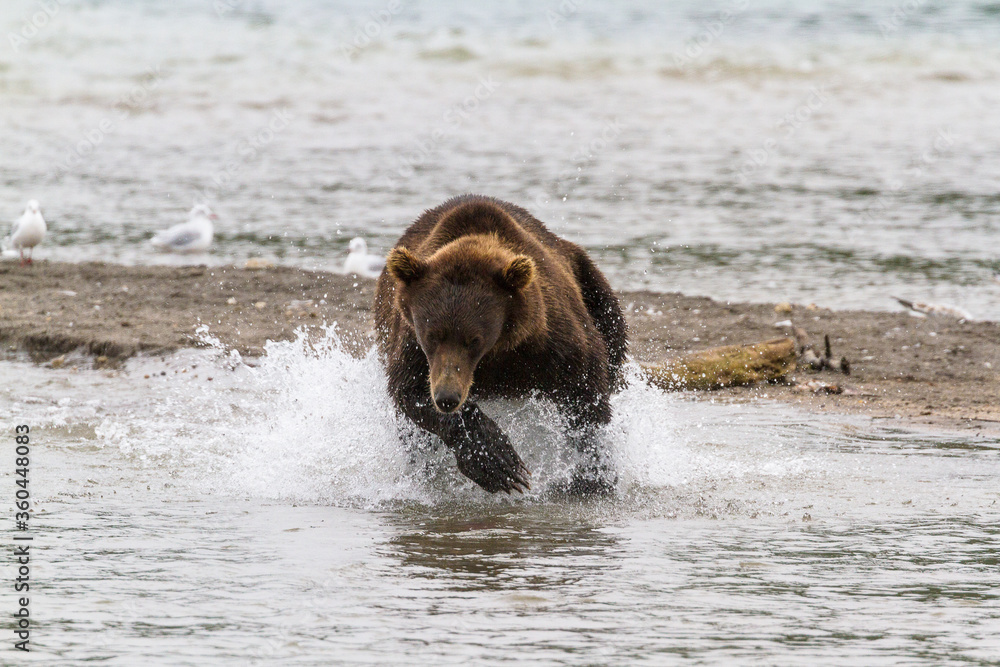 Bear on the lake catches fish in rainy weather in summer Bear on the lake catches fish in rainy weather in summer