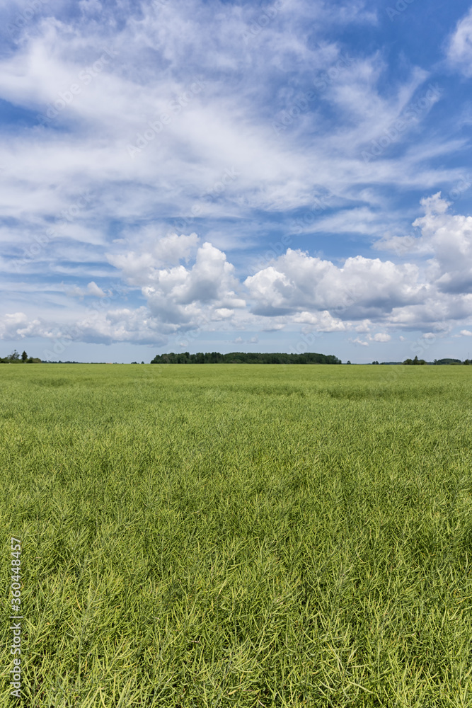 Obraz premium Agricultural green field to the horizon. Sunny bright day with clouds in the sky