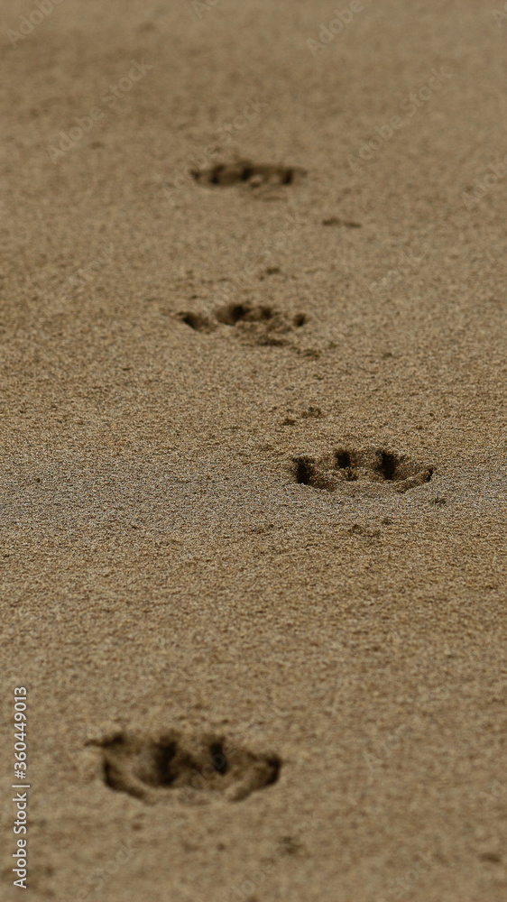 Track imprints of dog paws in wet sand on beach Track imprints of dog paws in wet sand on beach
