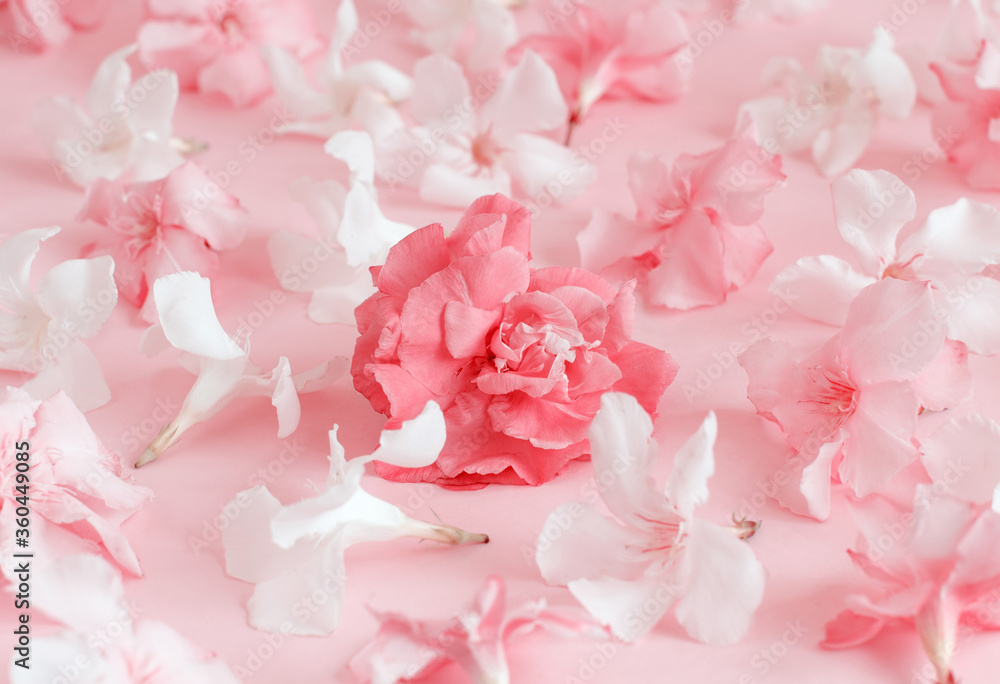 Obraz premium Pink flowers on light pink background