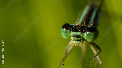 green eyes of a blue dragonfly close-up, selective focus image © Olexandr