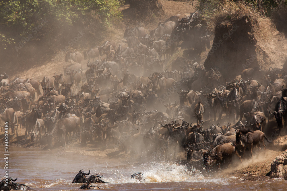 Wildebeests geathering along the Mara river to cross
