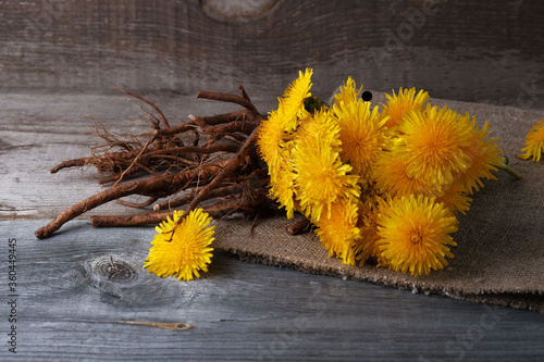 Dandelion flowers and roots on  vintage wooden background, medicinal herbs, herbal medicine, traditional medicine, natural cosmetics, herbalism concept. photo