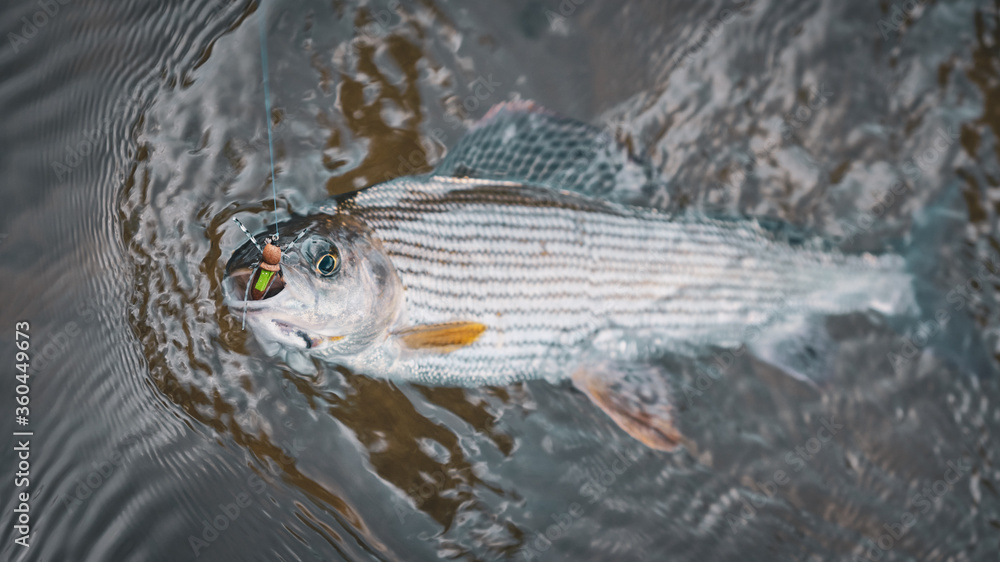 Fototapeta premium Grayling is caught in the fly. Tenkara.