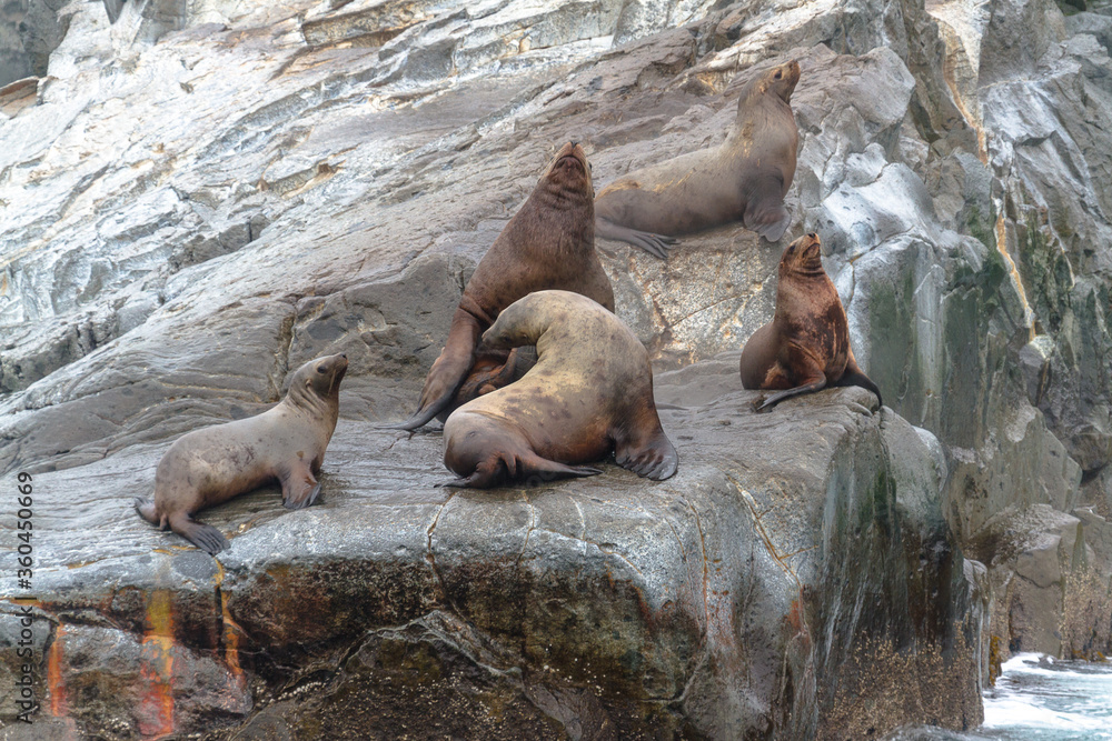 Fototapeta premium Sea lions