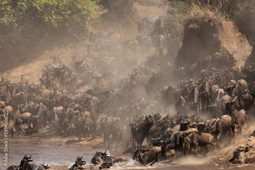 Wildebeests Mara river crossing
