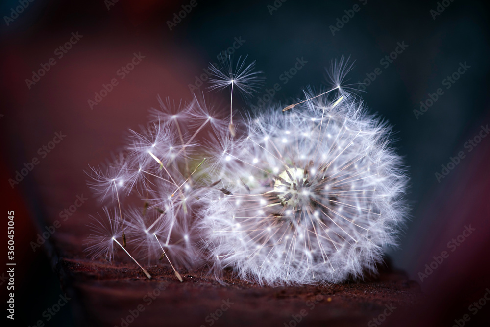 Obraz premium dandelion seed head