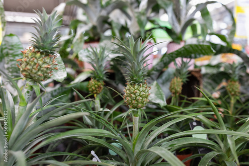 Green ornamental mini pineapple plants in a plant store. Shopping for exotic home pot flowers concept. Selective focus copy space