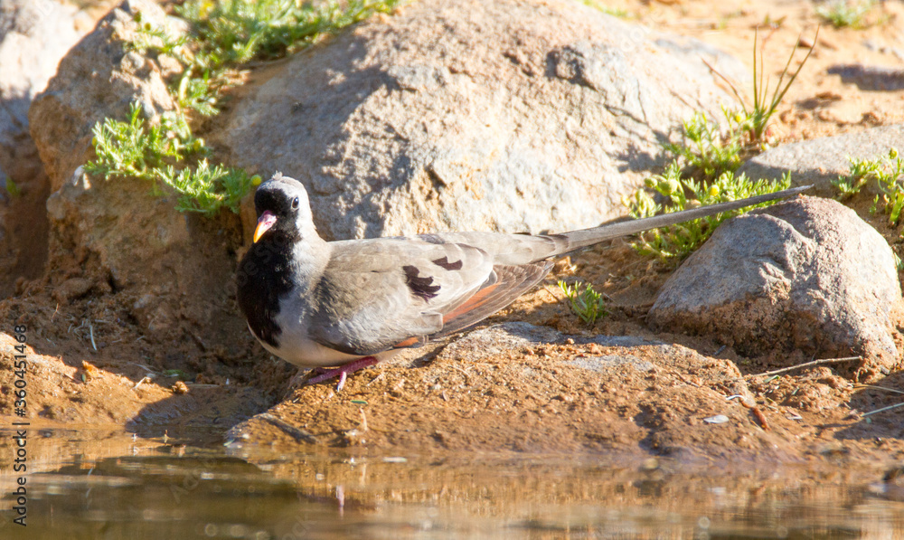 Male Namaqua dove in the Kalahari desert Male Namaqua dove in the Kalahari desert