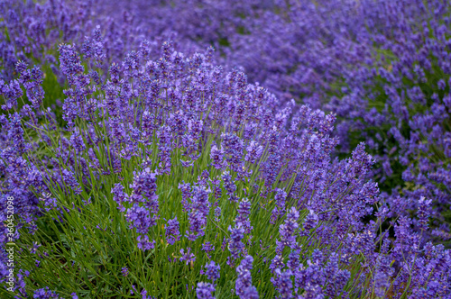 Fototapeta Naklejka Na Ścianę i Meble -  Profusion of lavender plants with purple flowers fully open, growing in lavender field, nature background.