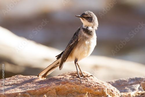 Cape Wagtail drying out after a bath at Witsand Nature Reserve South Africa photo