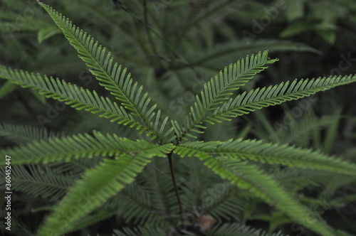 Green plant fronds