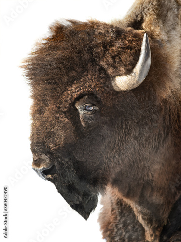 Wallpaper Mural Portrait of a bison is isolated on a white background. Torontodigital.ca