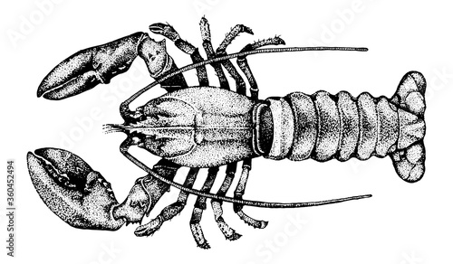 Omar, Fish collection. Healthy lifestyle, delicious food. Hand-drawn images, black and white graphics.
