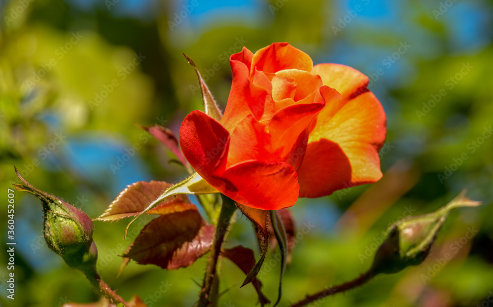 Lieblich duftende Rosen in verschiedenen Farben im Garten Lieblich duftende Rosen in verschiedenen Farben im Garten