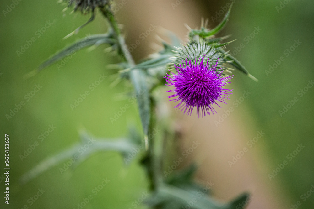 Purple spiky wild flower in bloom on a green bush forest landscape Purple spiky wild flower in bloom on a green bush forest landscape