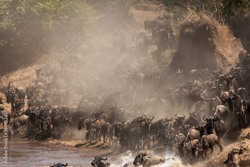 Cloud of dust during Mara river crossing by Wildebeests