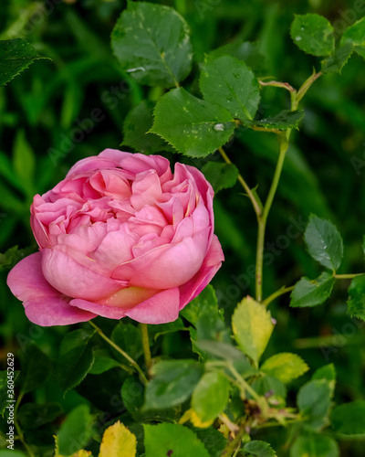 Lieblich duftende Rosen in verschiedenen Farben im Garten