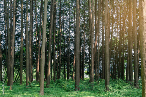 Green natural Hinoki Cypress forest where you can enjoy the summer cool.