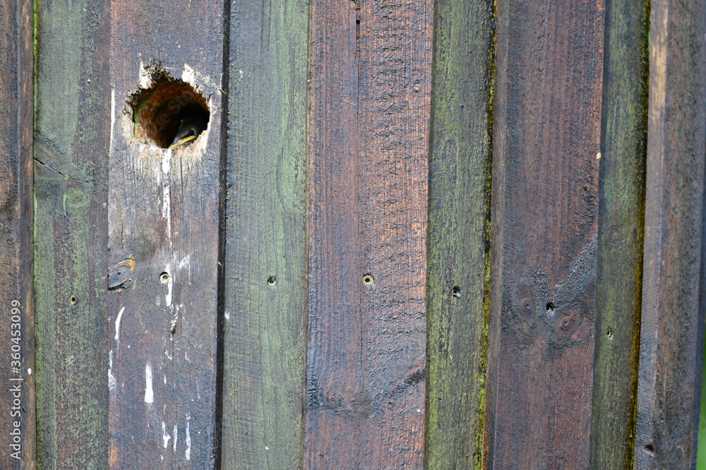 Abstakt und schön, Holzbehausung, Nistplatz für Vögel. Ein Junges schaut vorsichtig heraus. Abstakt und schön, Holzbehausung, Nistplatz für Vögel. Ein Junges schaut vorsichtig heraus.