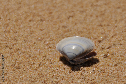 Bivalve shell resting on fine sand