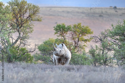 BLACK RHINO  (Diceros bicornis)  bull at an undisclosed  location in the South African bushveld.  All rhinos are highly endangered and are being poached faster than they can reproduce.  photo