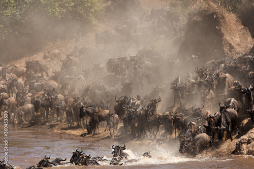 Wildebeests and Mara river crossing