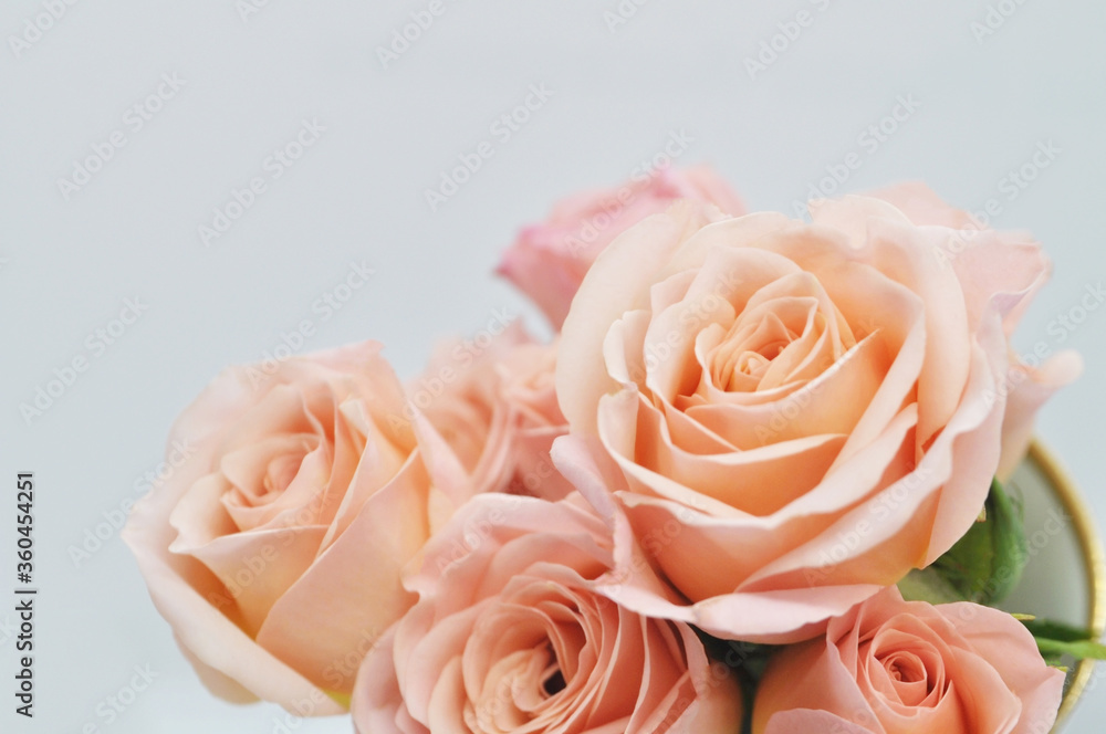 macro shot of a delicate pink rose isolated