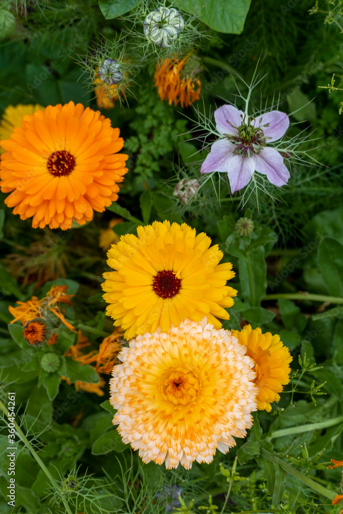 Orange calendula flowers in the garden Orange calendula flowers in the garden