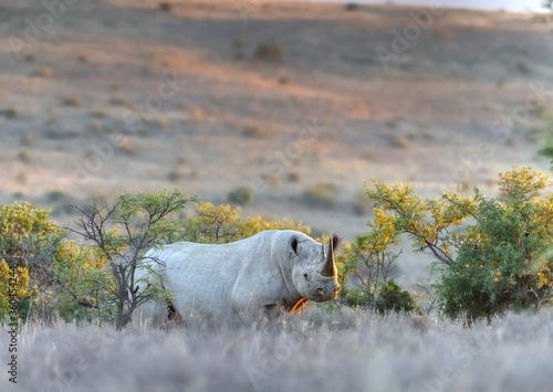 BLACK RHINO   Diceros bicornis   bull at an undisclosed  location in the South African bushveld.  All rhinos are highly endangered and are being poached faster than they can reproduce. 