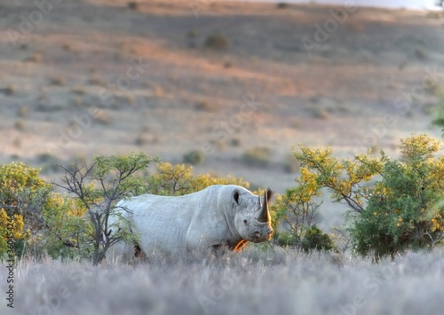 BLACK RHINO  (Diceros bicornis)  bull at an undisclosed  location in the South African bushveld.  All rhinos are highly endangered and are being poached faster than they can reproduce.  photo